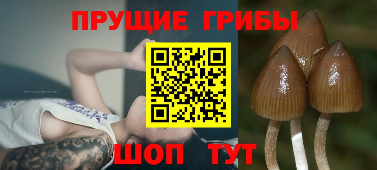 Галлюциногенные грибы Cubensis Апрелевка